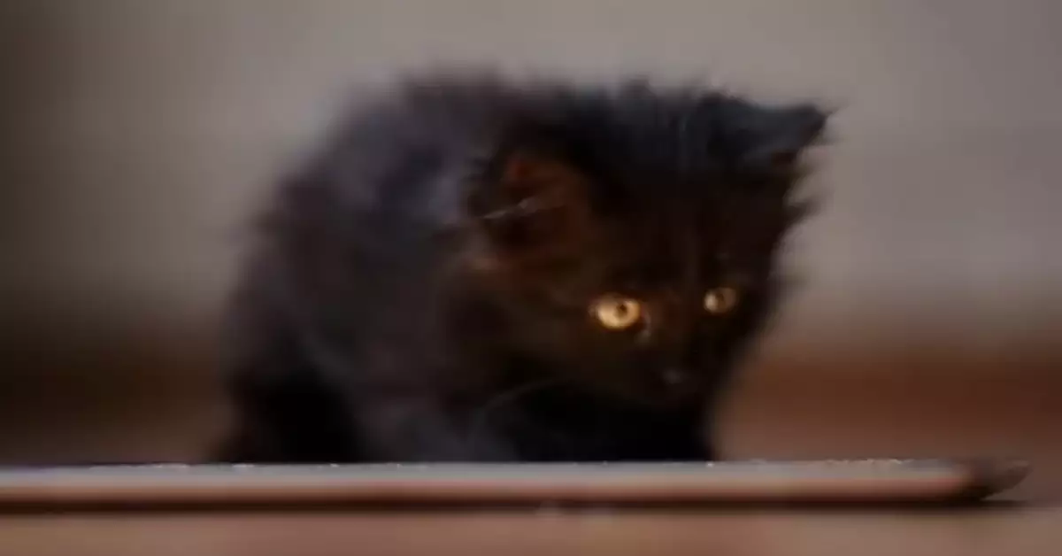 Are Black Cats Bad Luck (Myth or Fact)