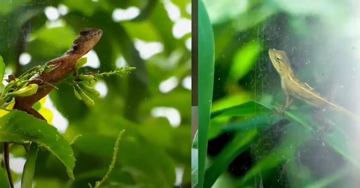 Are Black Fuzzy Caterpillars Poisonous