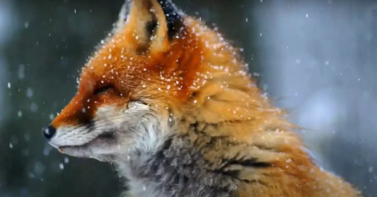 Are Foxes Dangerous (Be Warned!)