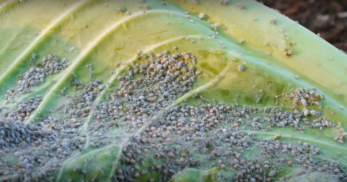Can Aphids Cause Skin Irritation (Do They Bite)