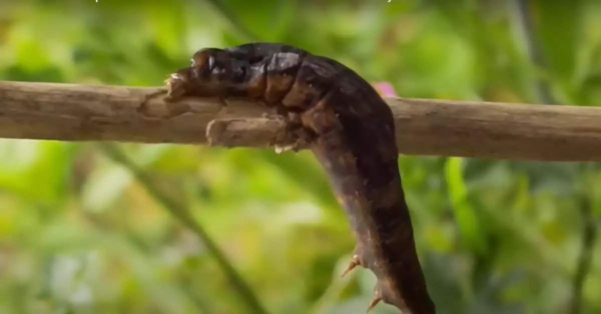 Do All Caterpillars Turn Into Butterflies (Truth Revealed!)