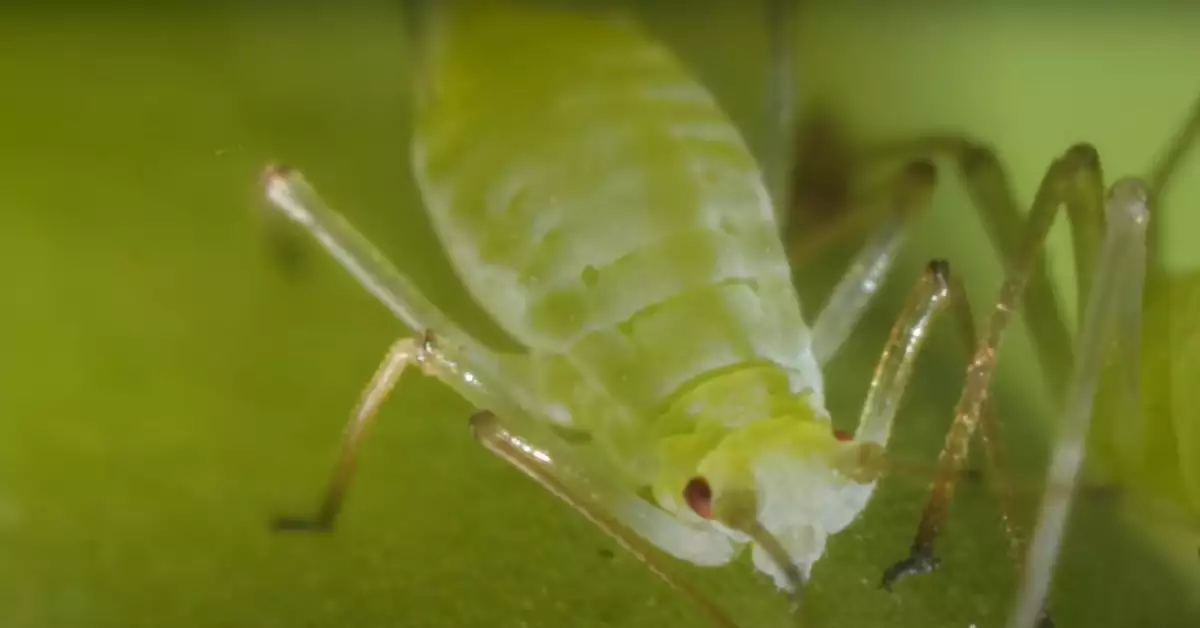 Do Aphids Lay Eggs (Photos Included!)