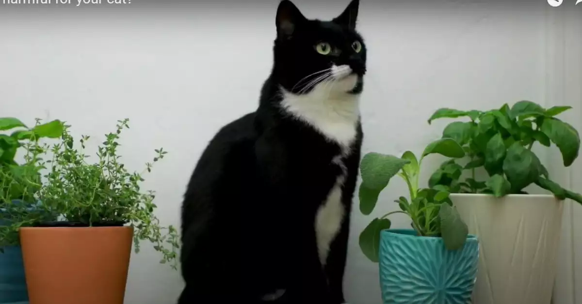 Do Cats Hate Tea Tree Oil (Or Love It)
