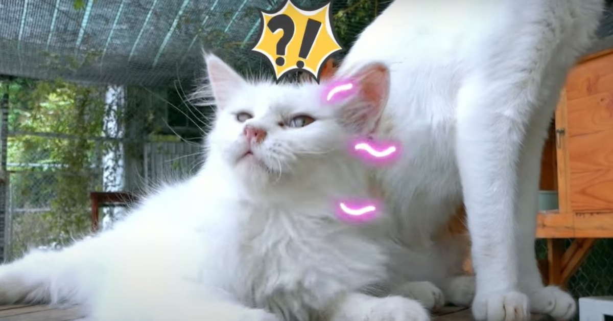 Do Cats Hate the Smell of Citrus (Revealed!)