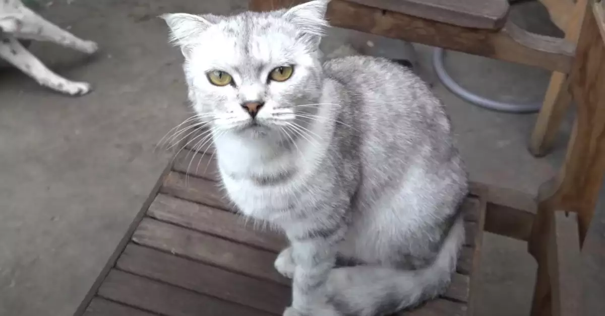 Do Cats Like Lavender (Or Hate It)