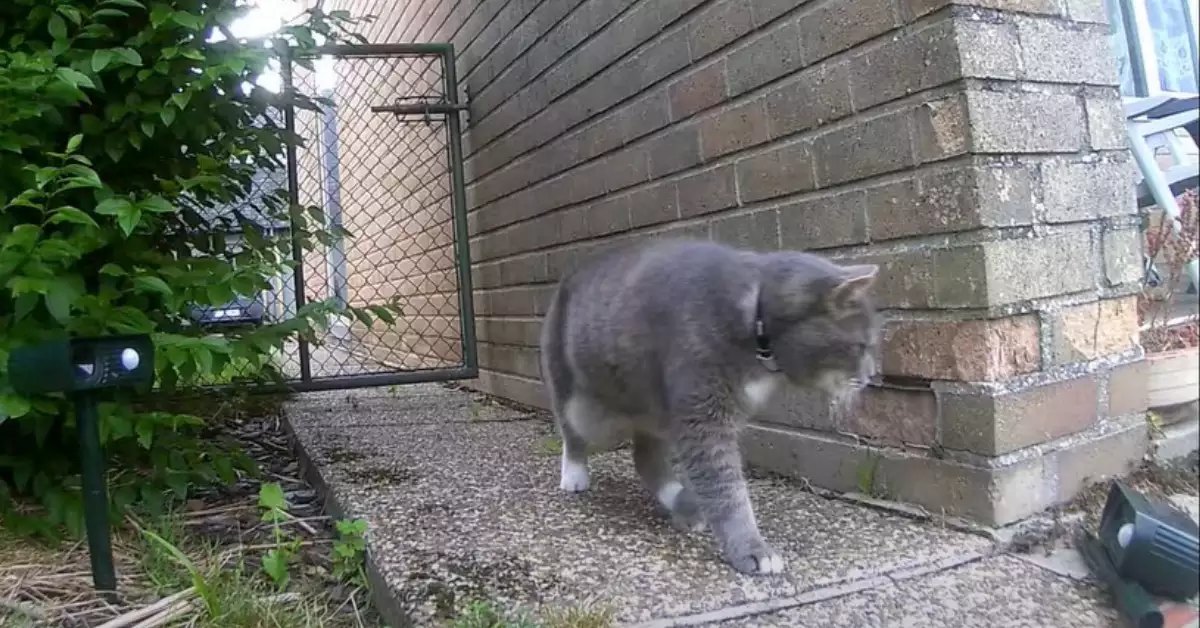 Do Ultrasonic Cat Repellers Affect Dogs (Why)