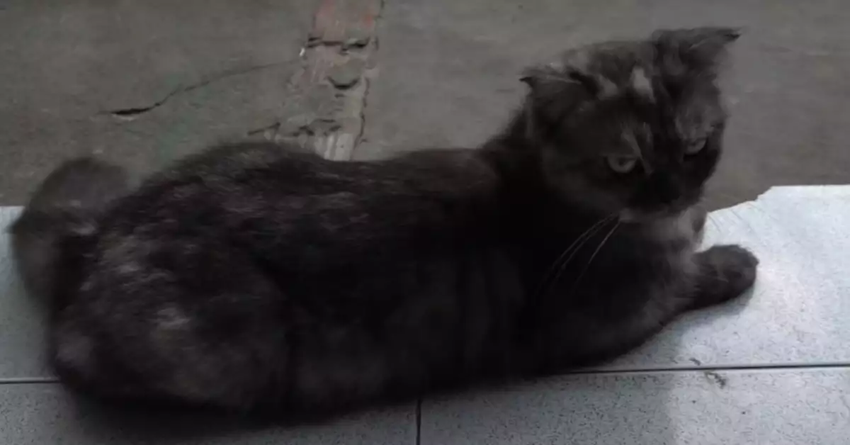 Does Catnip Deter Cats (Or the Opposite)