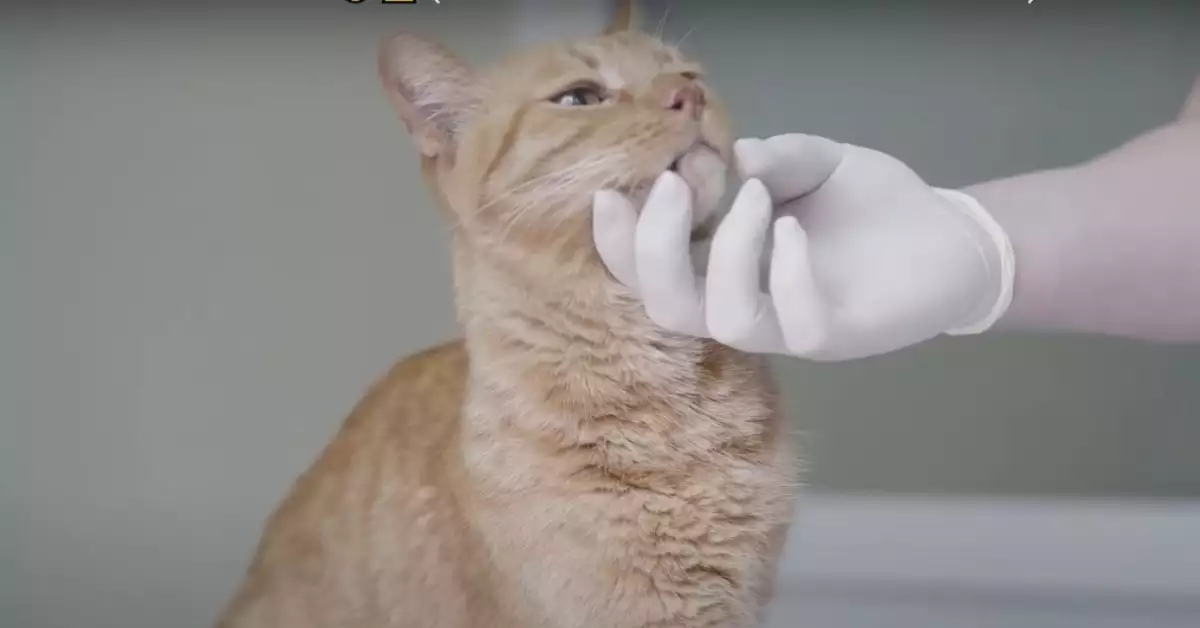 Does Olbas Oil Deter Cats (Revealed!)