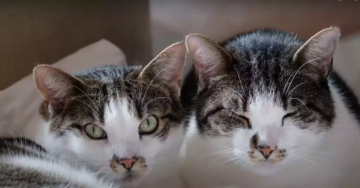 Does Rosemary Repel Cats (Myth or Fact)