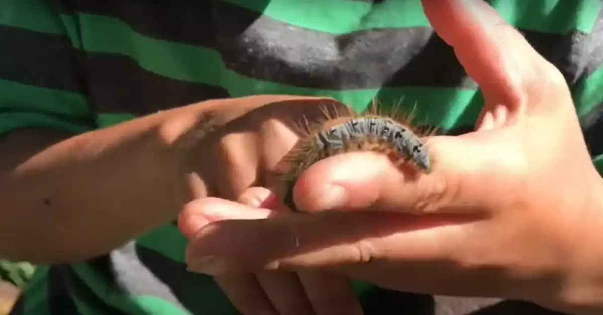 How Many Legs Does a Caterpillar Have