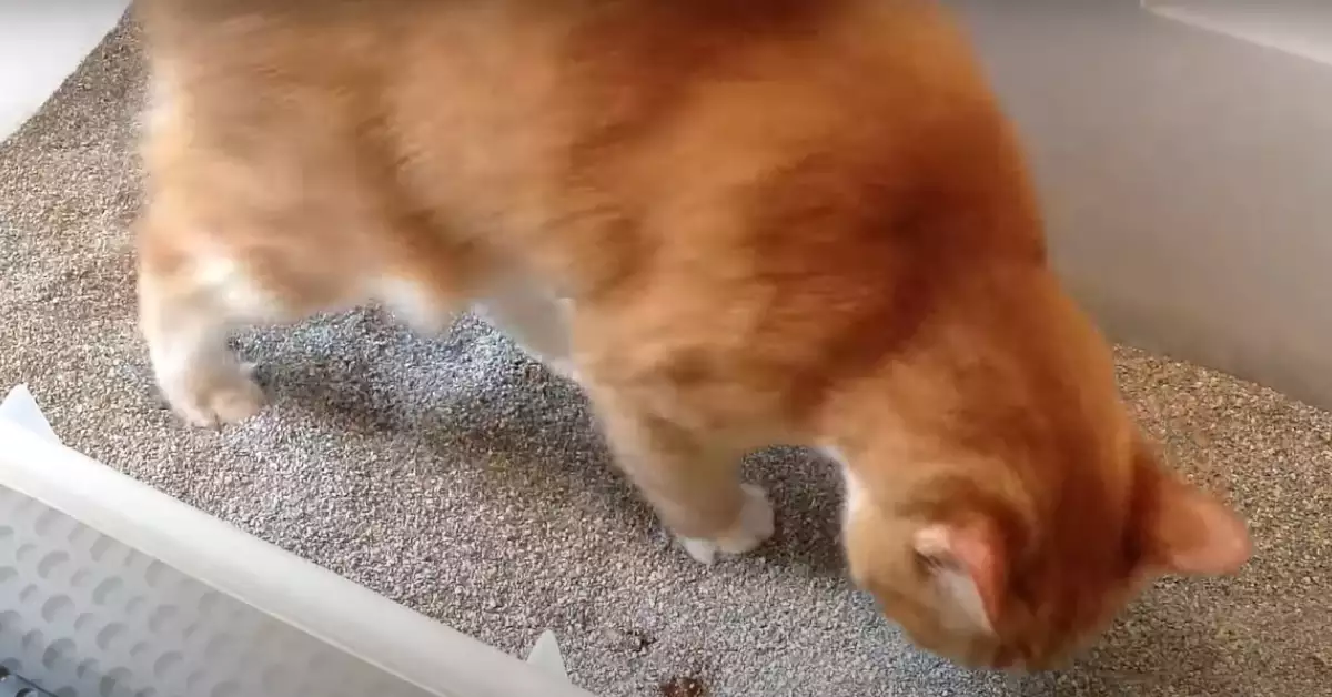 What Does Cat Poop Look Like