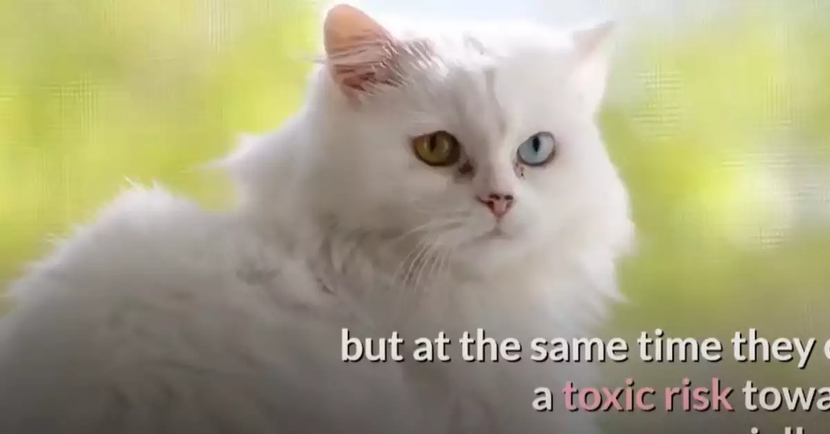 What Essential Oils Deter Cats (5 Options!)