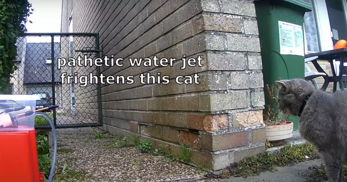 What Spice Deters Cats (My Full List)