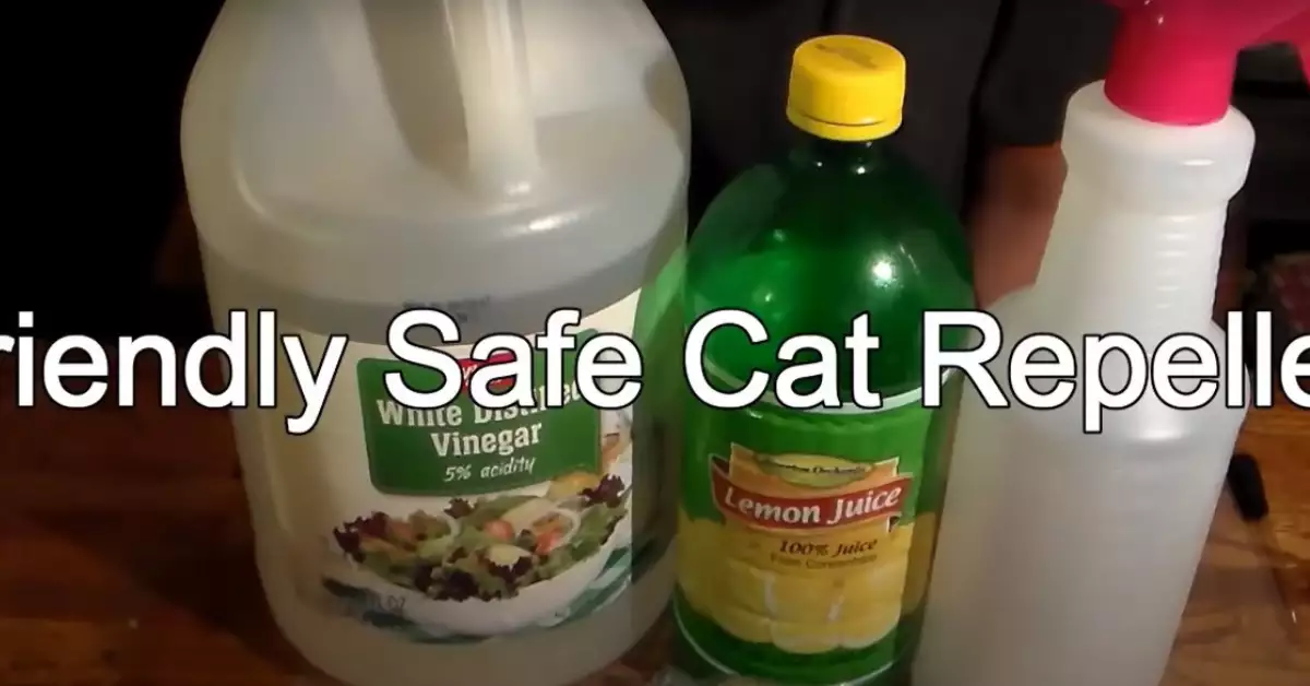 Will Mothballs Repel Cats (A Warning!)